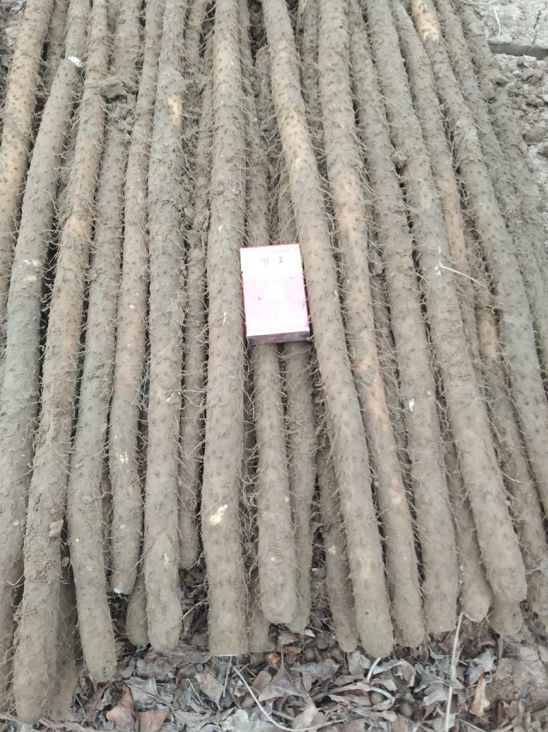 铁棍山药，条行好，色泽好，