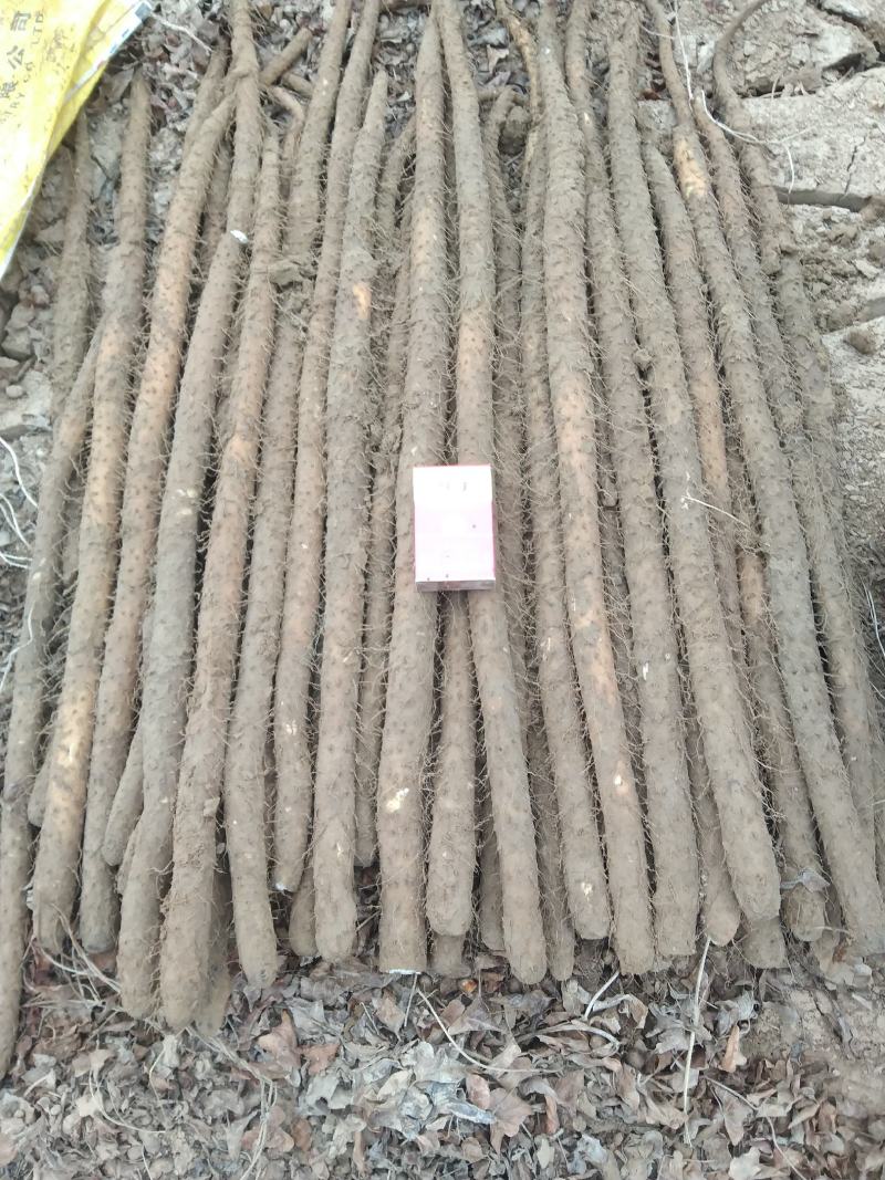 铁棍山药，条行好，色泽好，