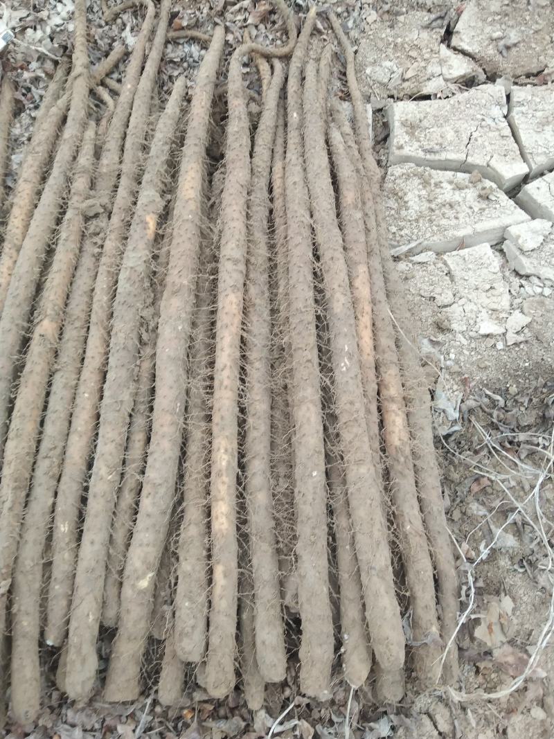 铁棍山药，条行好，色泽好，