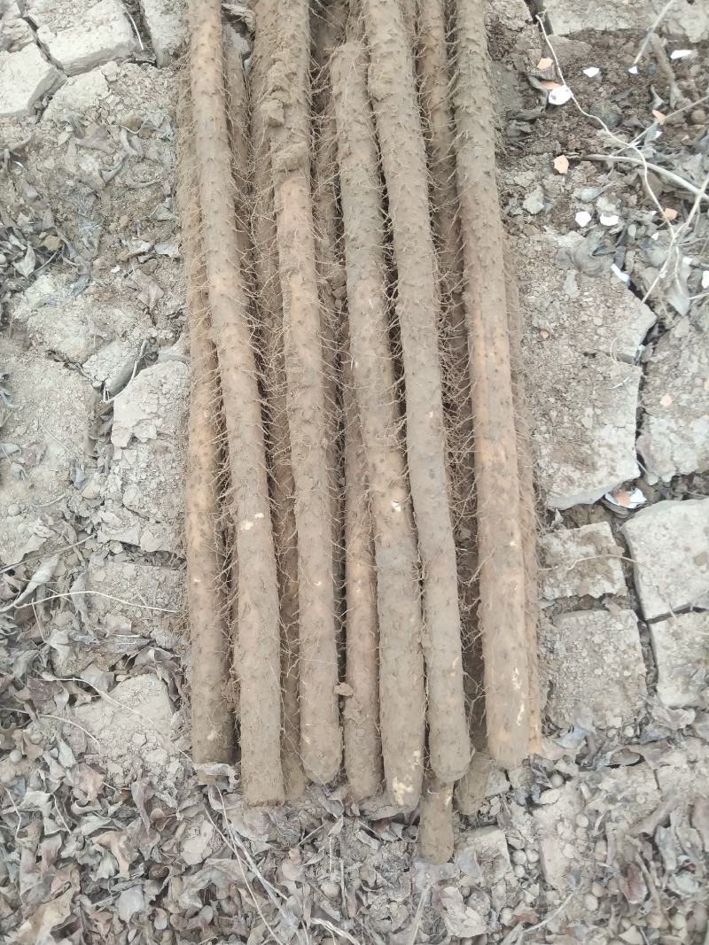 铁棍山药，条行好，色泽好，