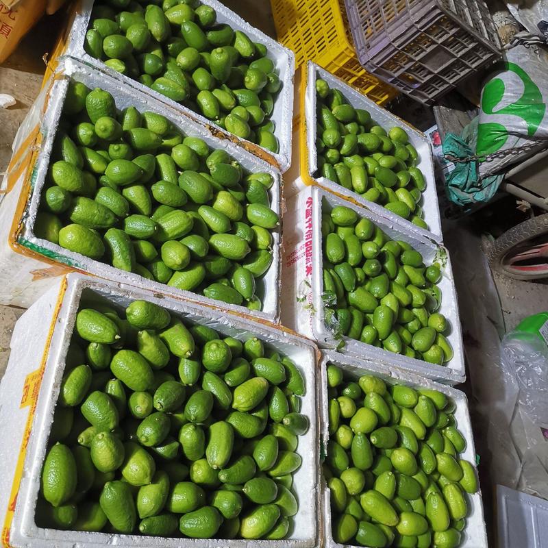 湛江柠檬果园产地台湾无籽香水柠檬够绿够香