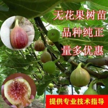 【无花果苗】正宗嫁接苗品种纯正免费提供专业技术指导