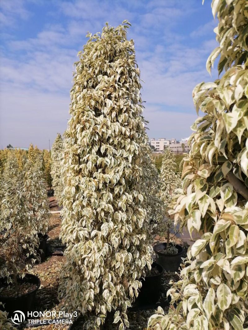 星光榕各种规格基地大量现货供应，欢迎各位客户咨询