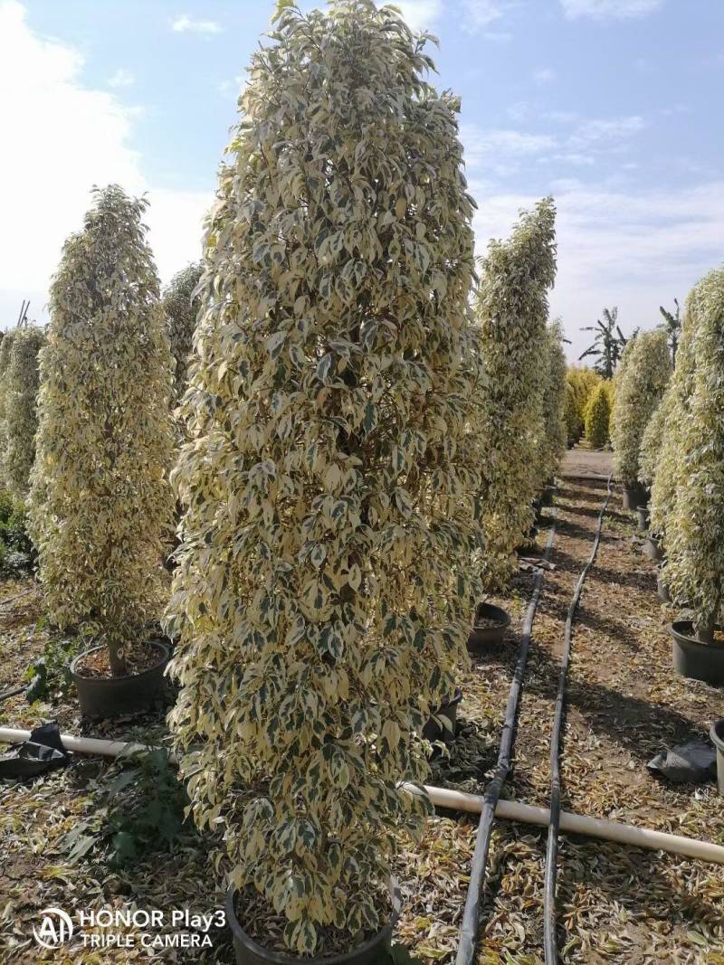 星光榕各种规格基地大量现货供应，欢迎各位客户咨询