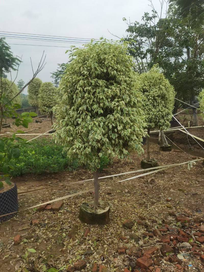 星光榕各种规格基地大量现货供应，欢迎各位客户咨询