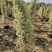 星光榕各种规格基地大量现货供应，欢迎各位客户咨询