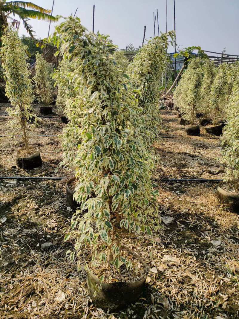 星光榕各种规格基地大量现货供应，欢迎各位客户咨询
