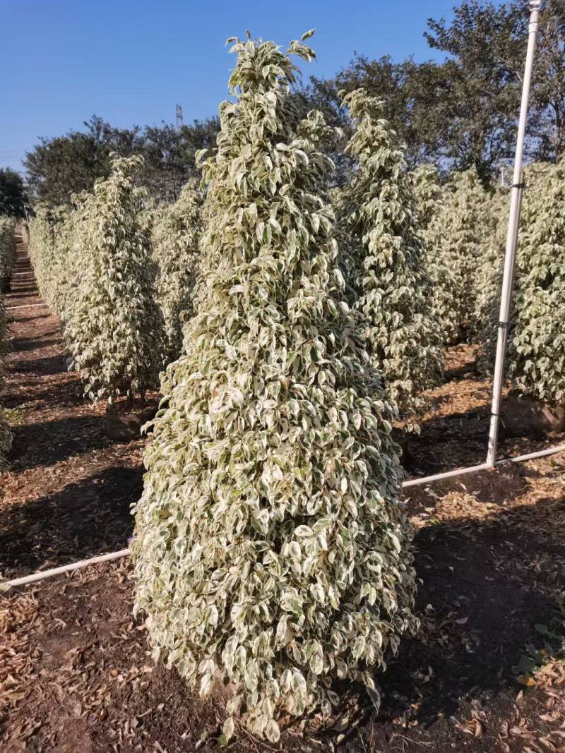 星光榕各种规格基地大量现货供应，欢迎各位客户咨询