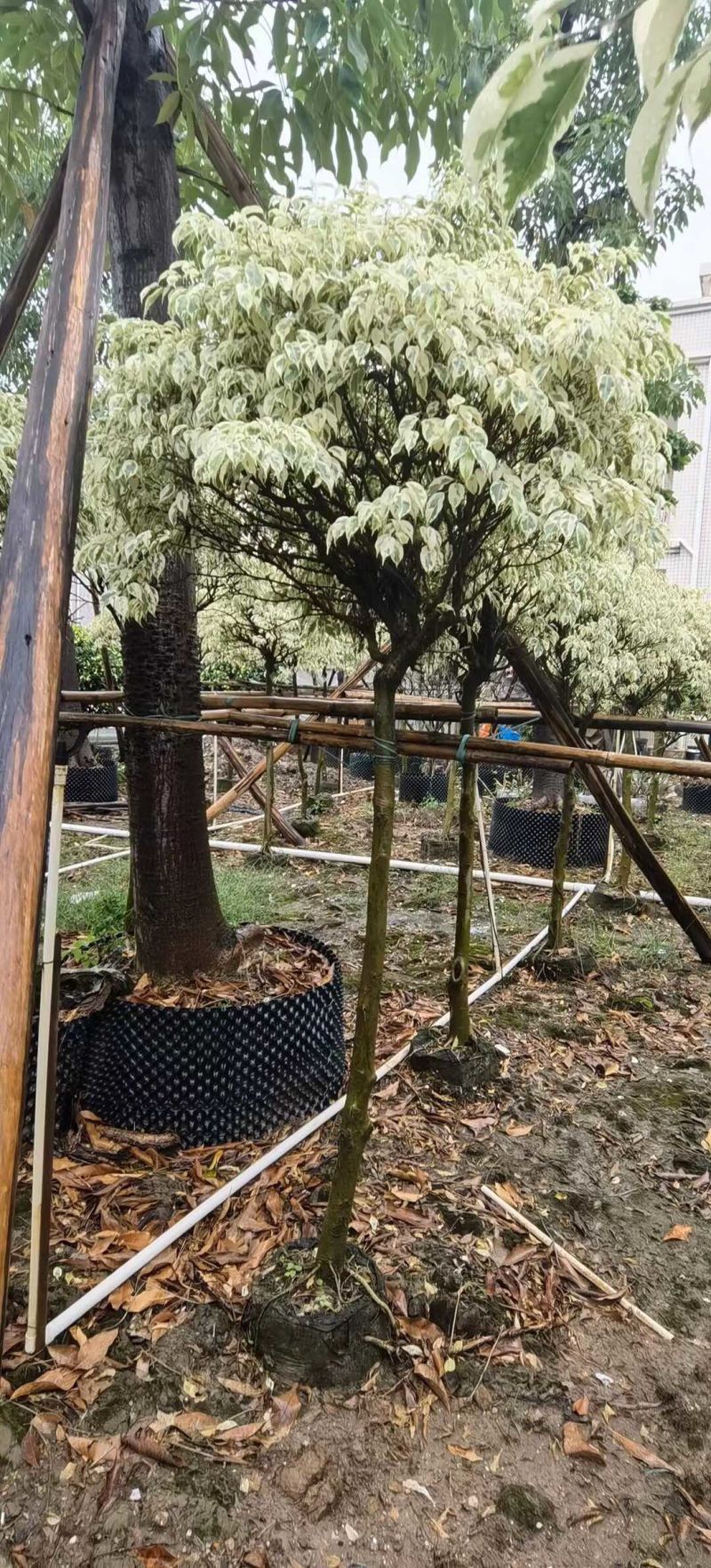 星光榕各种规格基地大量现货供应，欢迎各位客户咨询