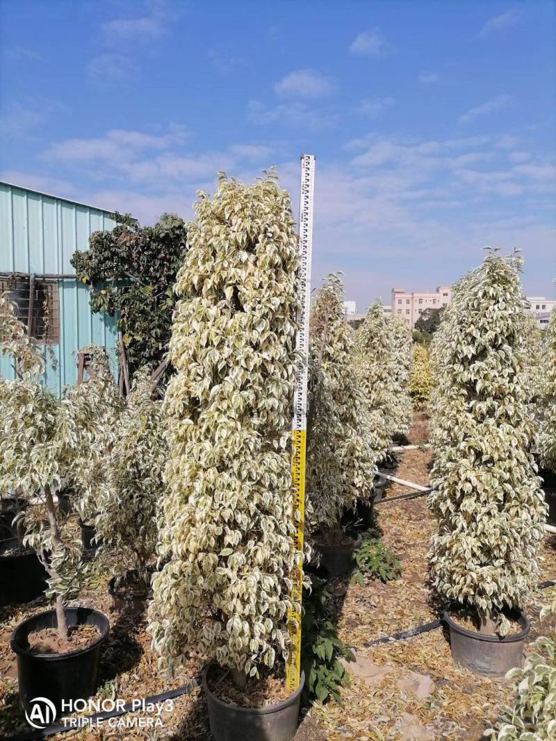星光榕各种规格基地大量现货供应，欢迎各位客户咨询