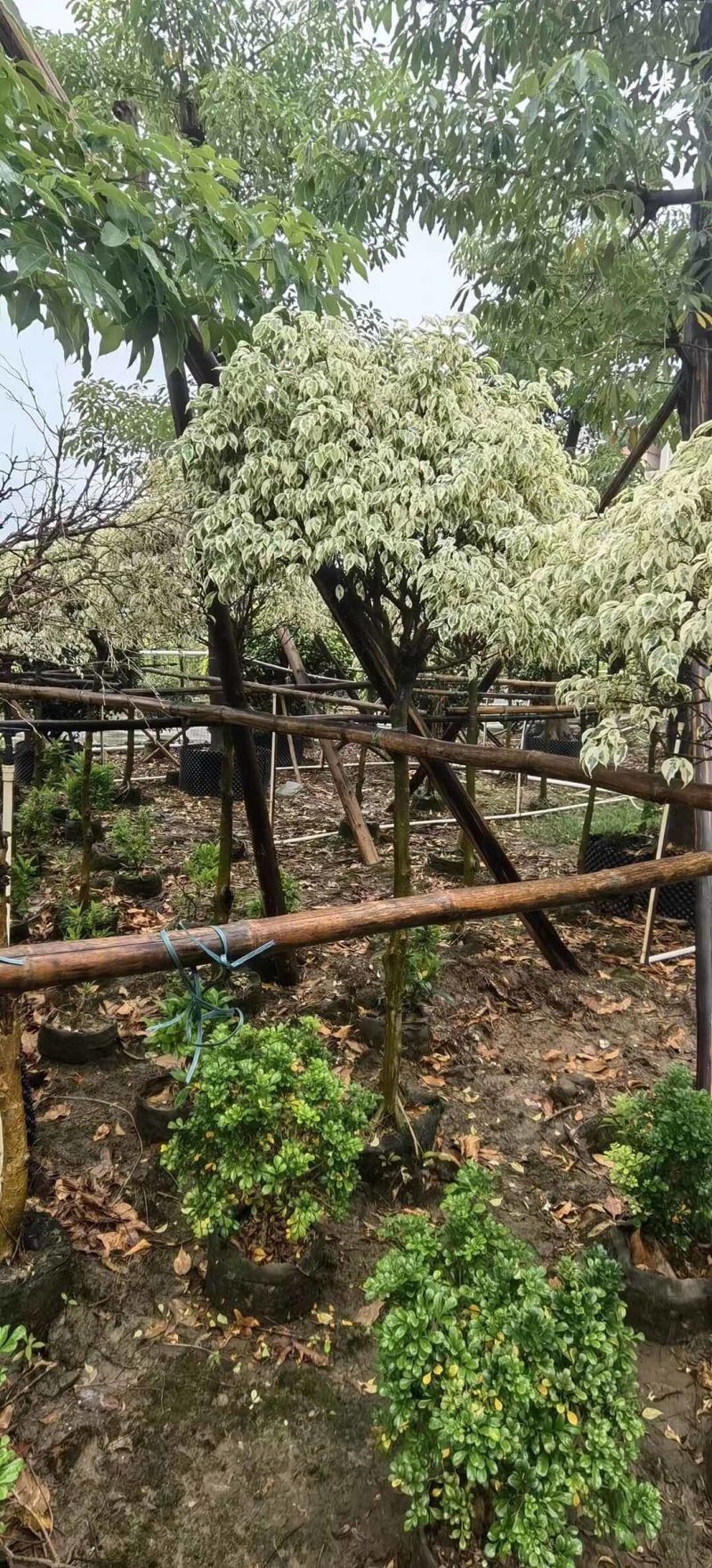 星光榕各种规格基地大量现货供应，欢迎各位客户咨询