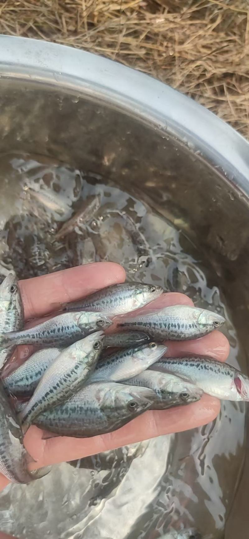 【鲈鱼苗】常年供应优质加州鲈鱼苗.鲈鱼水花.全程技术跟踪