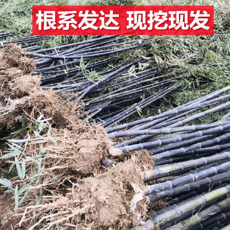 竹苗紫竹1/2/3公分四季青竹价格紫竹金镶玉竹批发零售