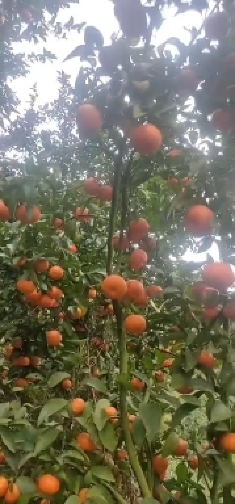 西林沙糖桔专业代办，广西西林县特产，中国地理标志产品。