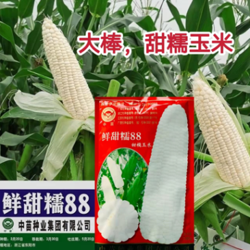 中苗鲜甜糯88玉米种子白甜糯大棒玉米种子粘甜糯香高产玉米