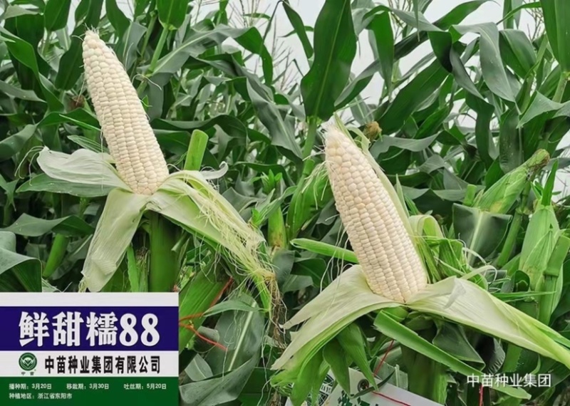 中苗鲜甜糯88玉米种子白甜糯大棒玉米种子粘甜糯香高产玉米
