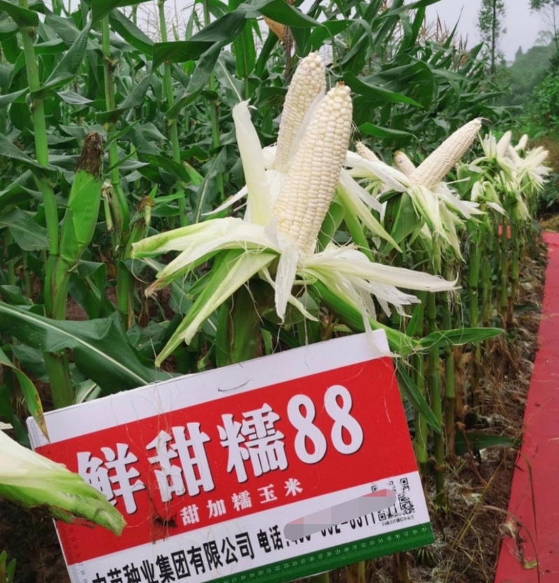 中苗鲜甜糯88玉米种子白甜糯大棒玉米种子粘甜糯香高产玉米