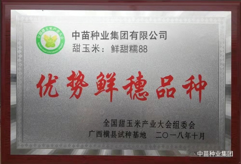 中苗鲜甜糯88玉米种子白甜糯大棒玉米种子粘甜糯香高产玉米