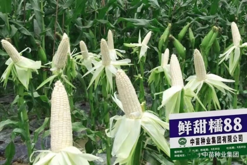 中苗鲜甜糯88玉米种子白甜糯大棒玉米种子粘甜糯香高产玉米