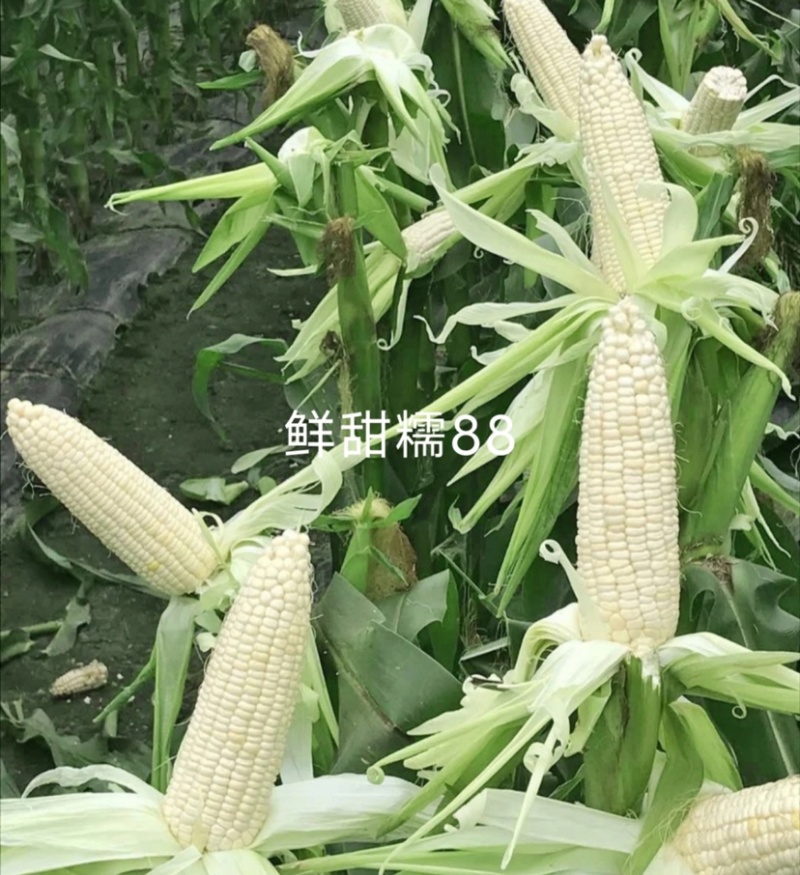 中苗鲜甜糯88玉米种子白甜糯大棒玉米种子粘甜糯香高产玉米