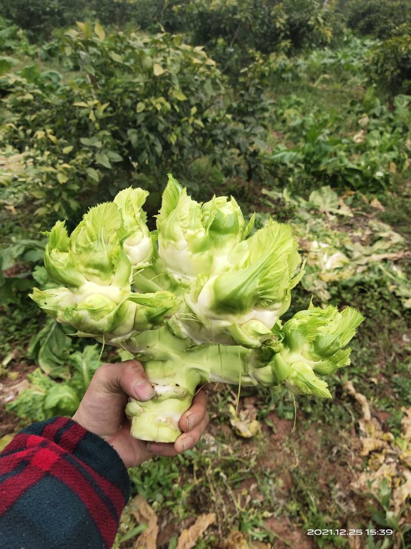儿菜