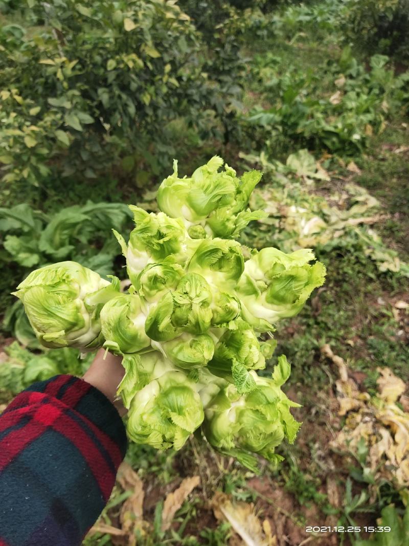 儿菜