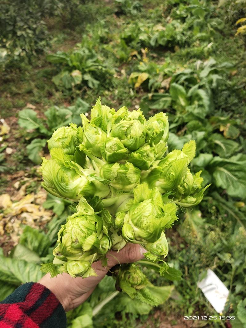 儿菜