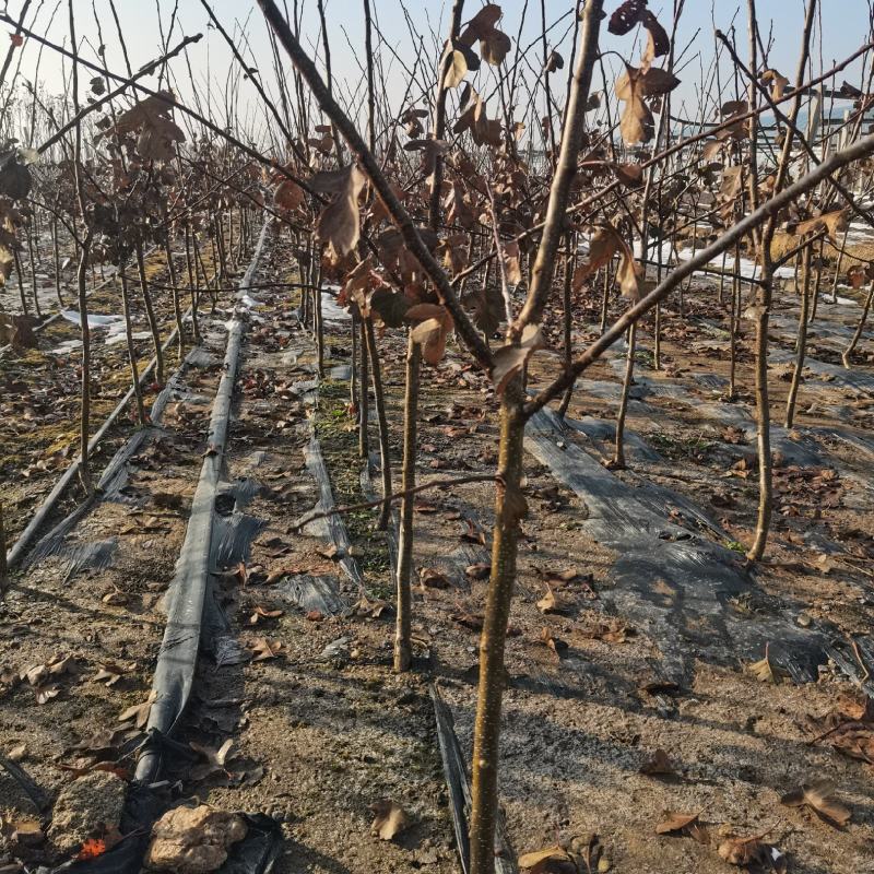 3公分粗的山楂树10000颗，常年出售各种果树苗，葡萄苗