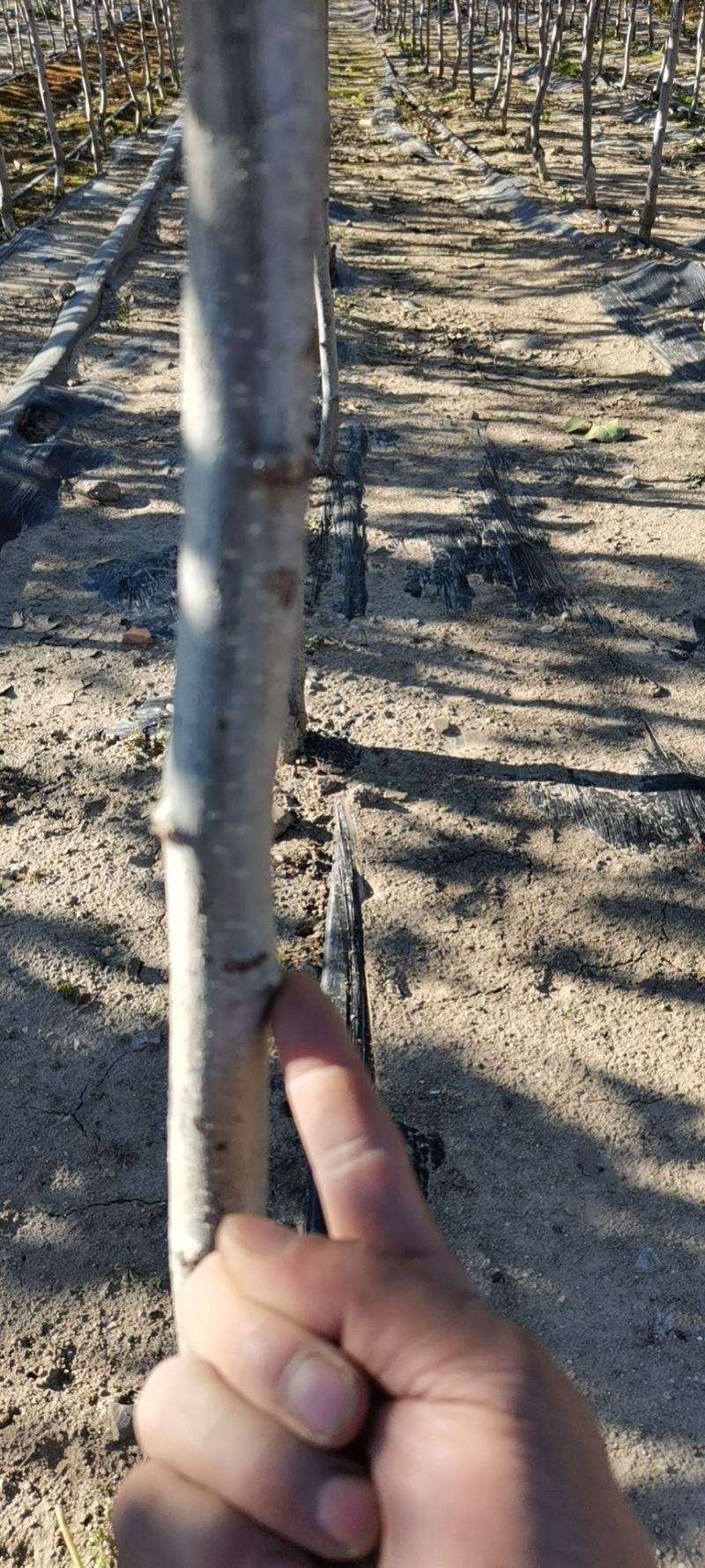 3公分粗的山楂树10000颗，常年出售各种果树苗，葡萄苗