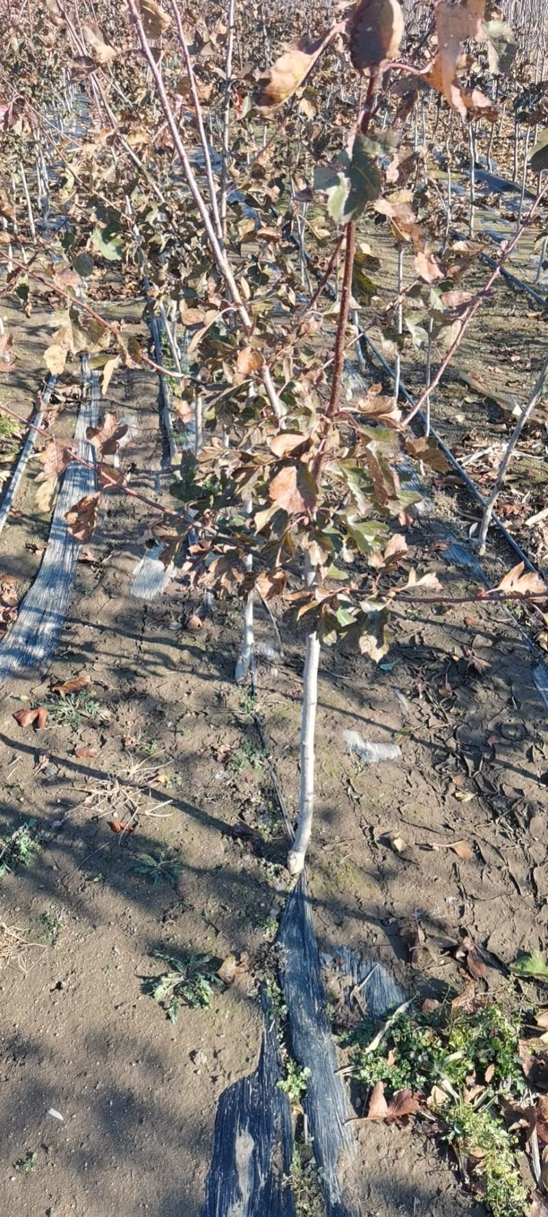 3公分粗的山楂树10000颗，常年出售各种果树苗，葡萄苗