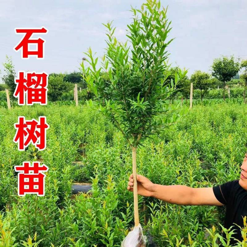 深红无籽葡萄苗