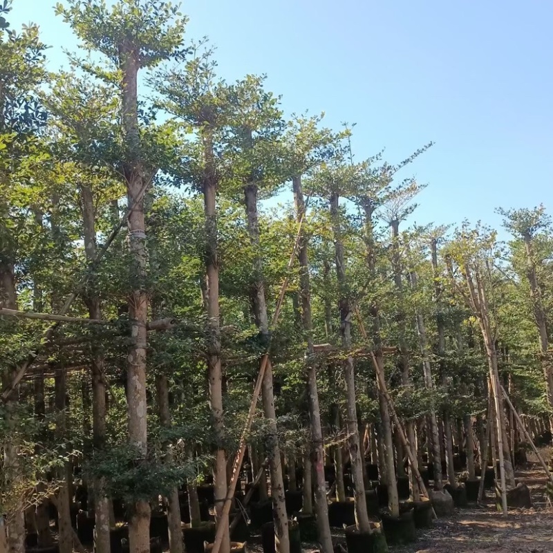 细叶榄仁树苗，移植苗，袋苗5.8.10.12.15.分