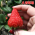 【规格多】脱毒草莓苗久香天使AE8号淡雪甜红颜妙香7号