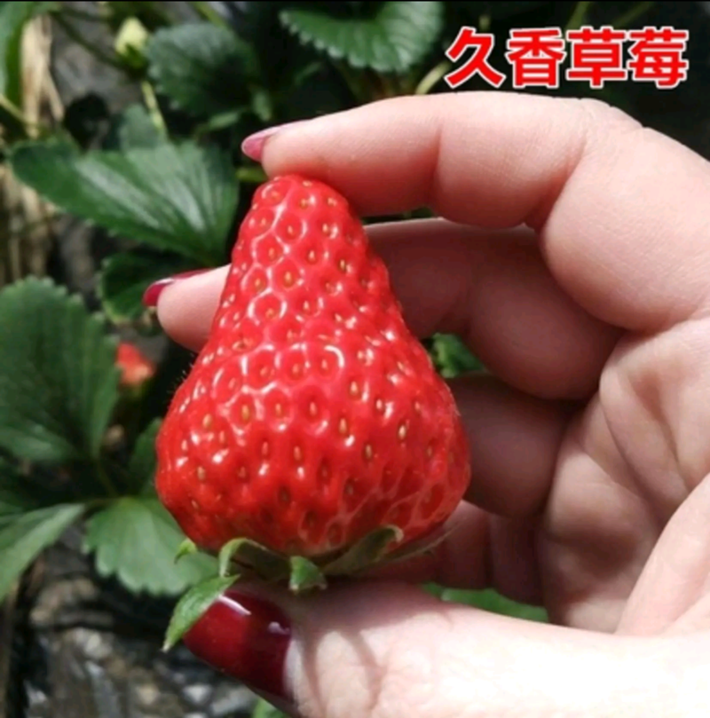 【规格多】脱毒草莓苗久香天使AE8号淡雪甜红颜妙香7号