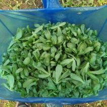 茼蒿