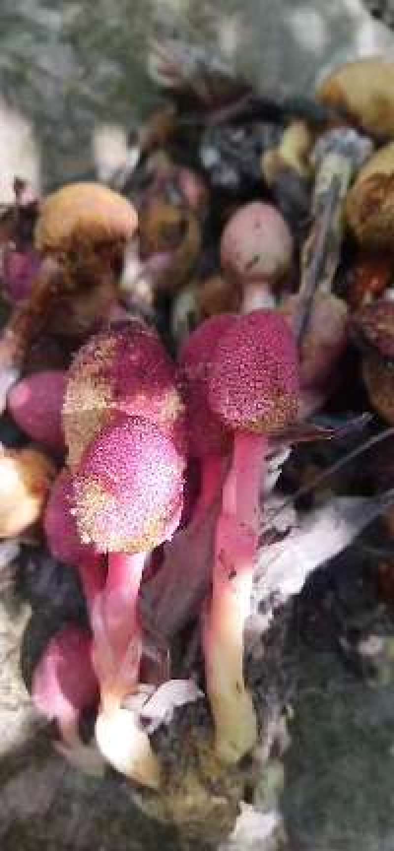 蛇菰，鹿仙草
