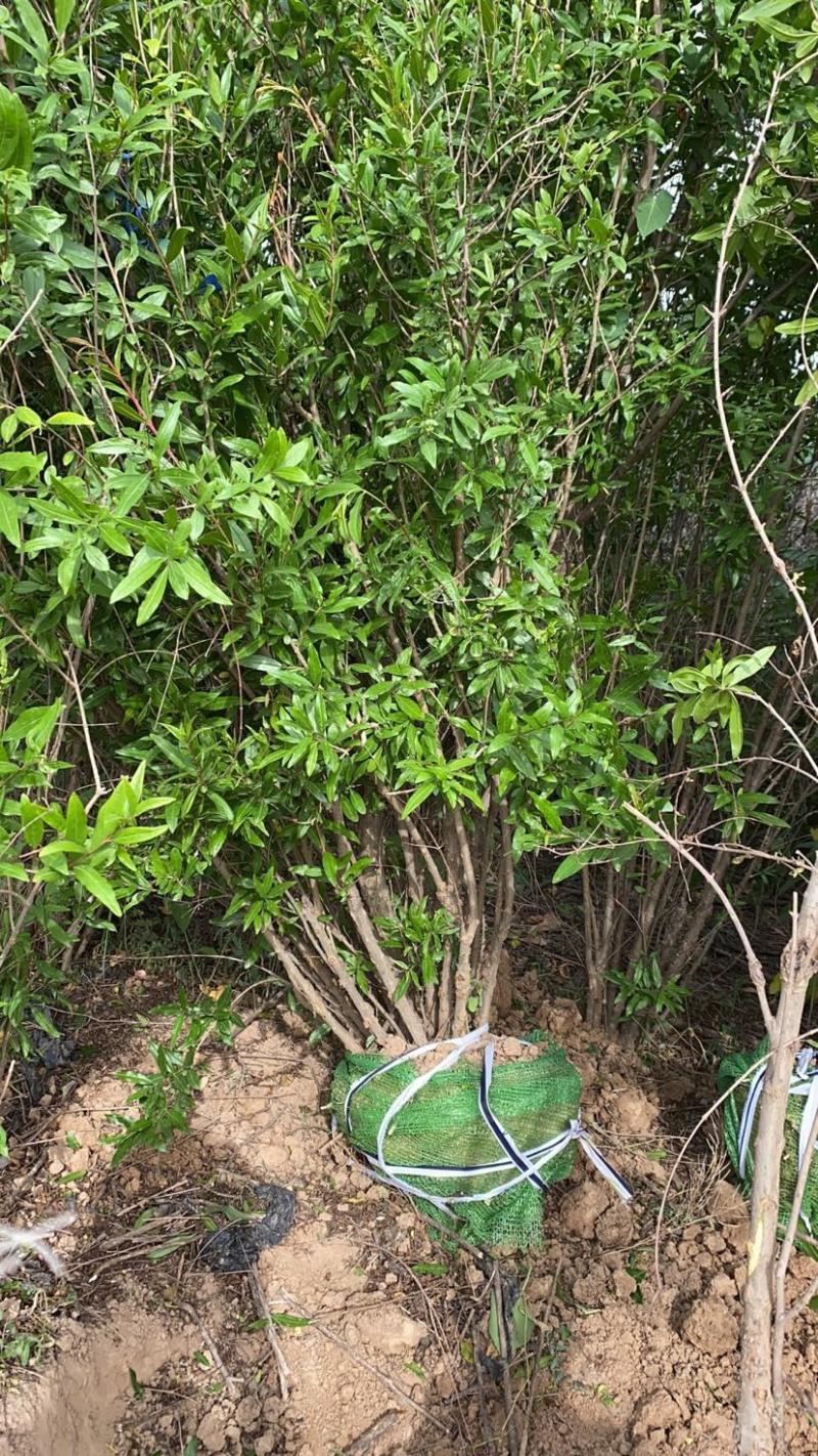 丛生石榴树