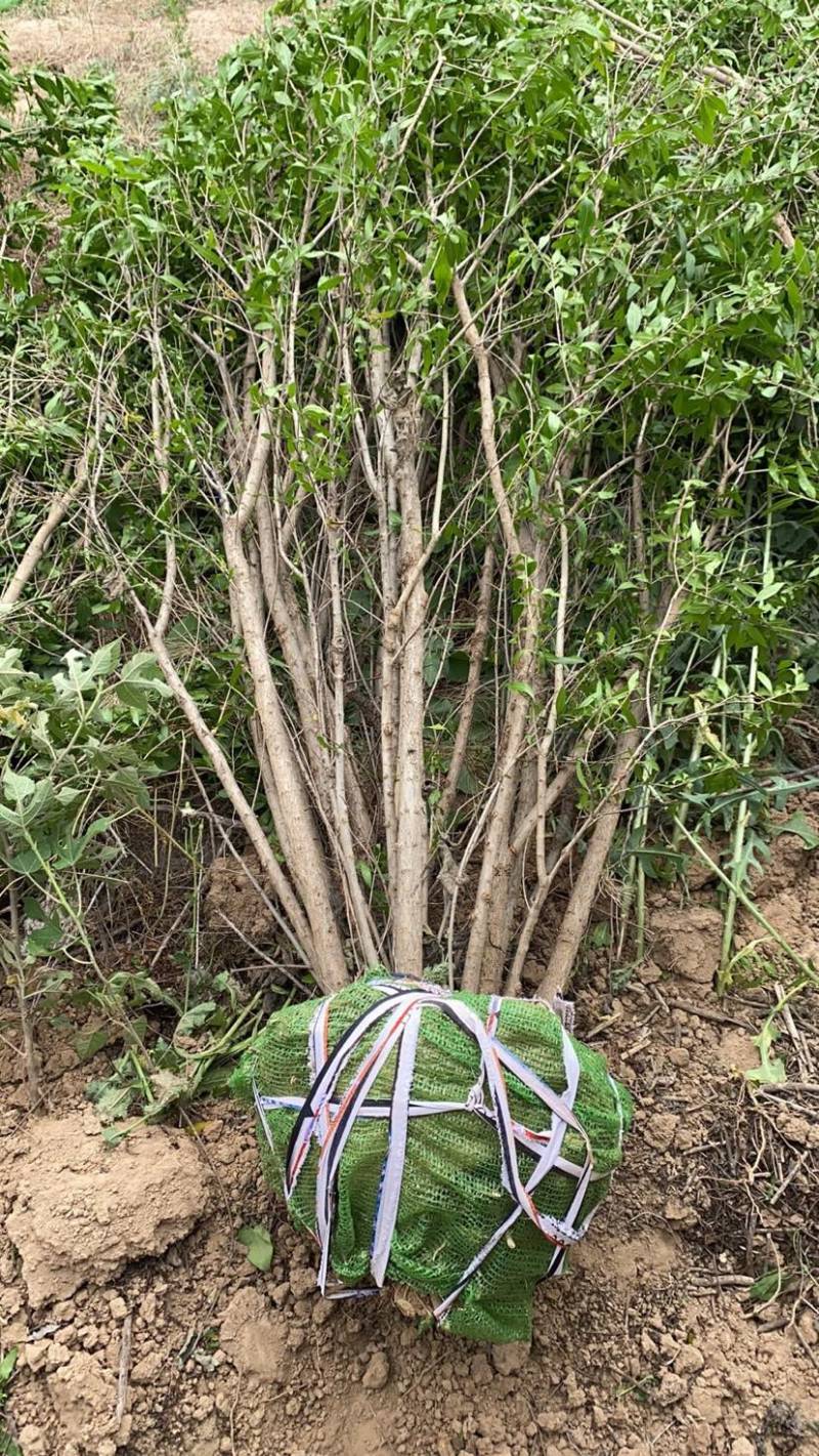 丛生石榴树
