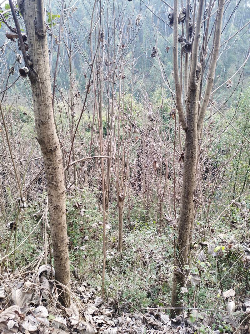 成都市温江区大量出售马褂木鹅掌楸基地直发一手货源