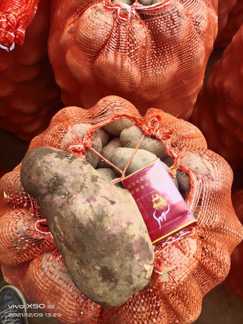 正规威宁青薯九号！威芋五号！商品薯和种薯都齐全！欢迎订购