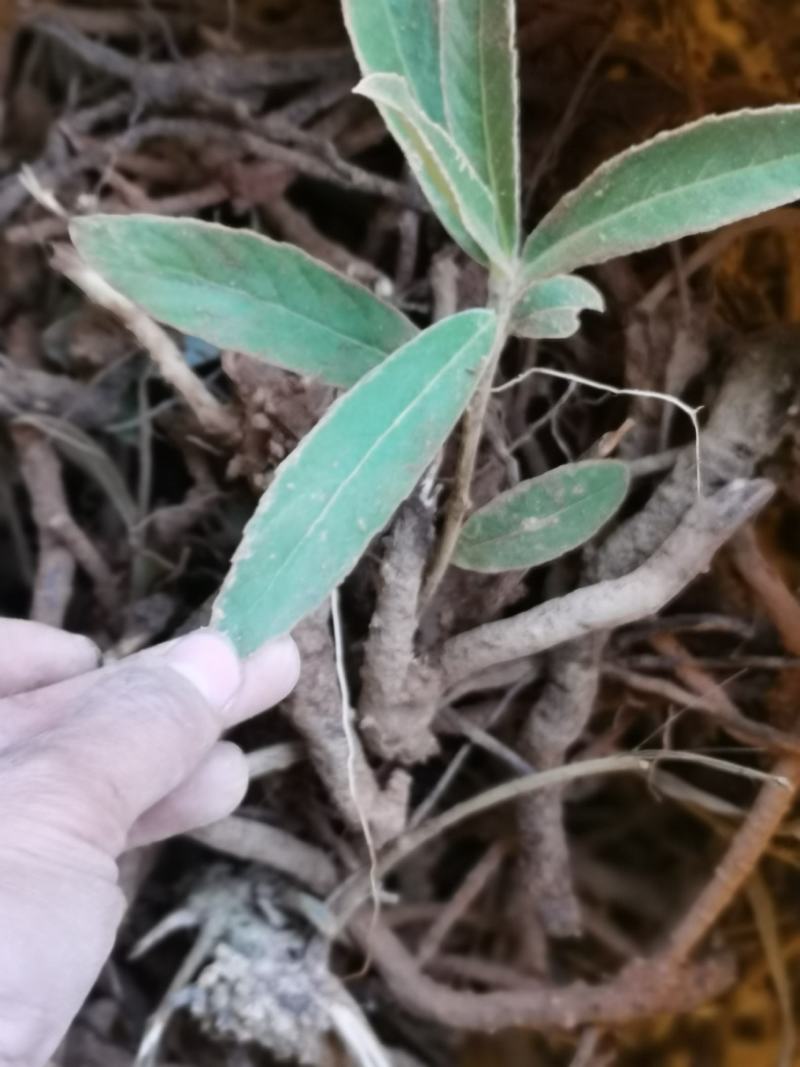 羊耳菊，鲜货包邮，纯根，一手货源