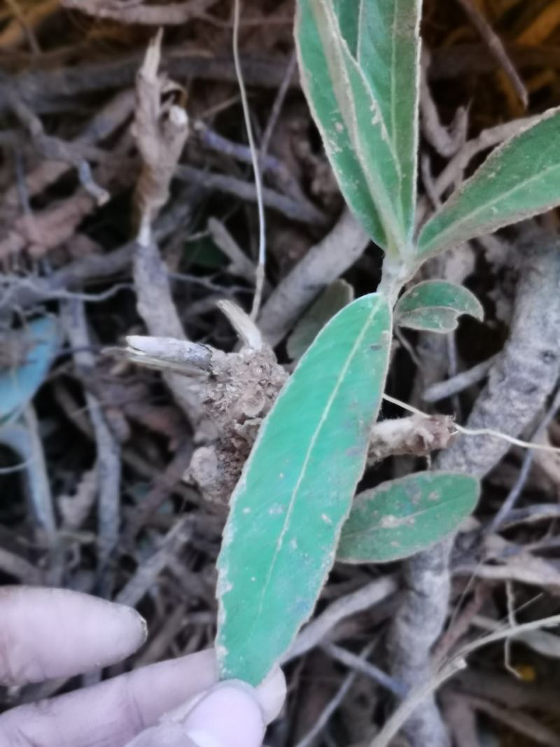 羊耳菊，鲜货包邮，纯根，一手货源