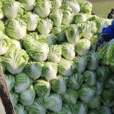 【量大优惠】山东白菜品质保障产地直供可视频看货