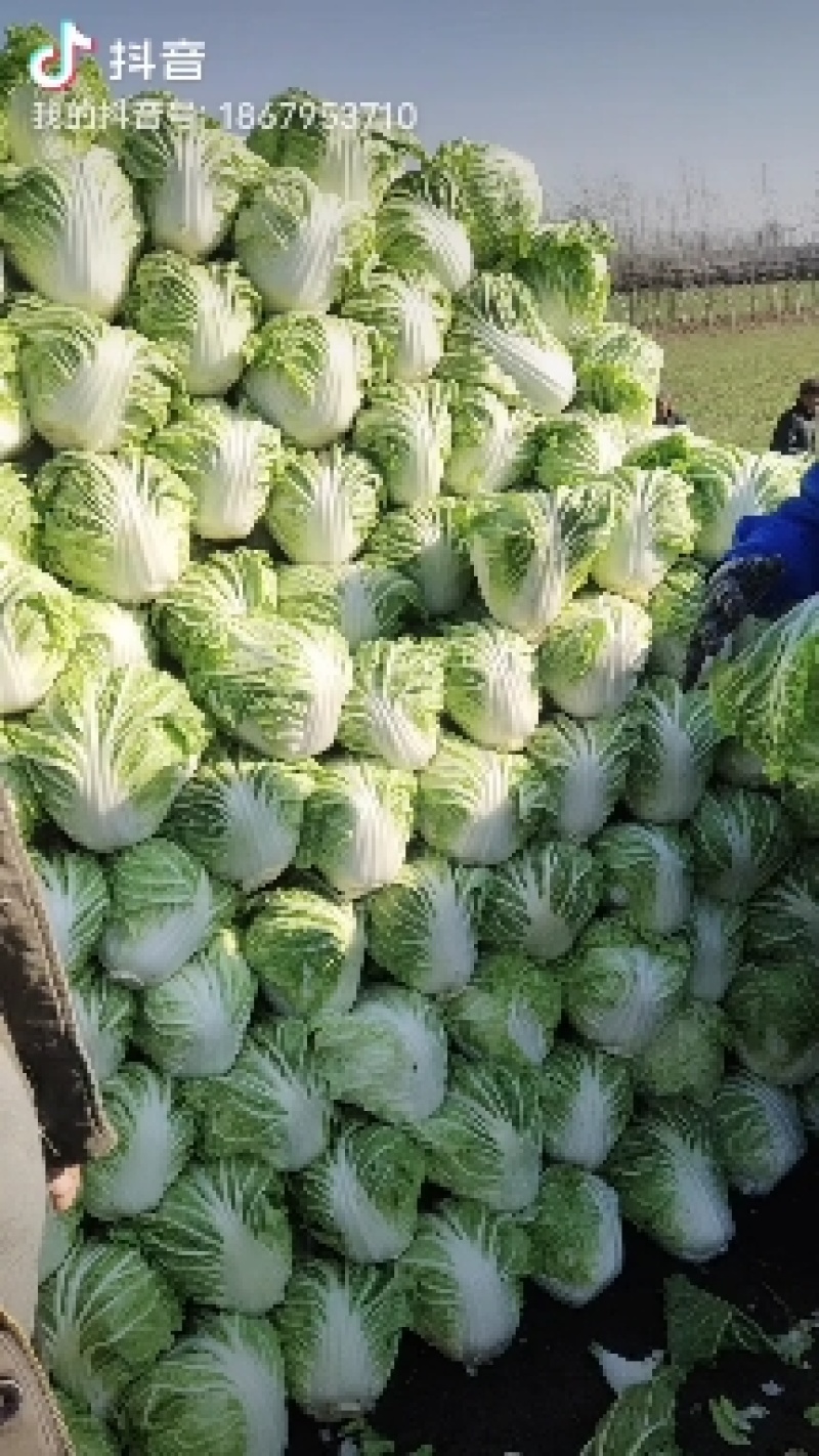 【量大优惠】山东白菜品质保障产地直供可视频看货