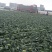 【好品质】云南甘蓝基地直供，量大从优，欢迎来电采购