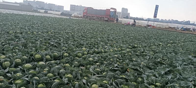 【好品质】云南甘蓝基地直供，量大从优，欢迎来电采购