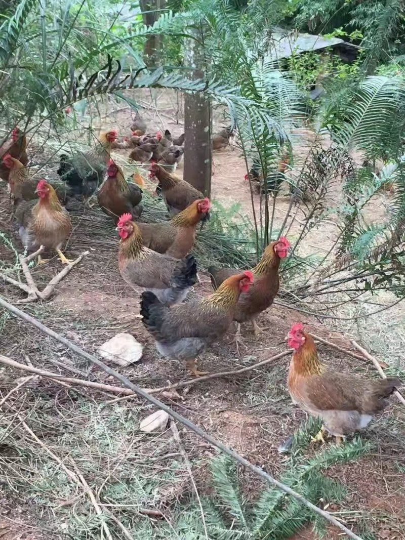 灵山麻土鸡苗桂香鸡红毛阉鸡清远麻鸡公母鉴别包技术指导