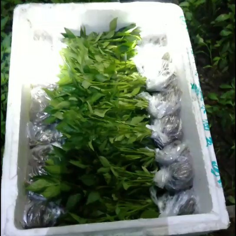 【店长推荐】线椒苗牛角椒苗螺丝椒苗提供技术指导全国发货