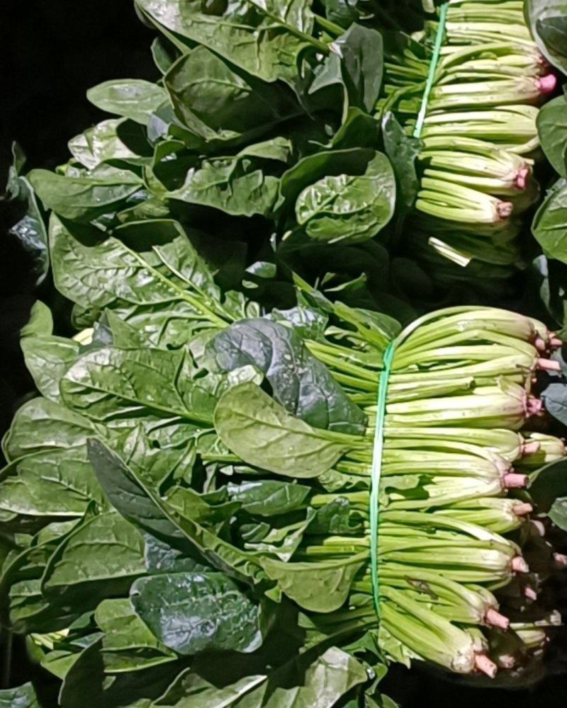成都冬菜之精品黑菠菜！！！