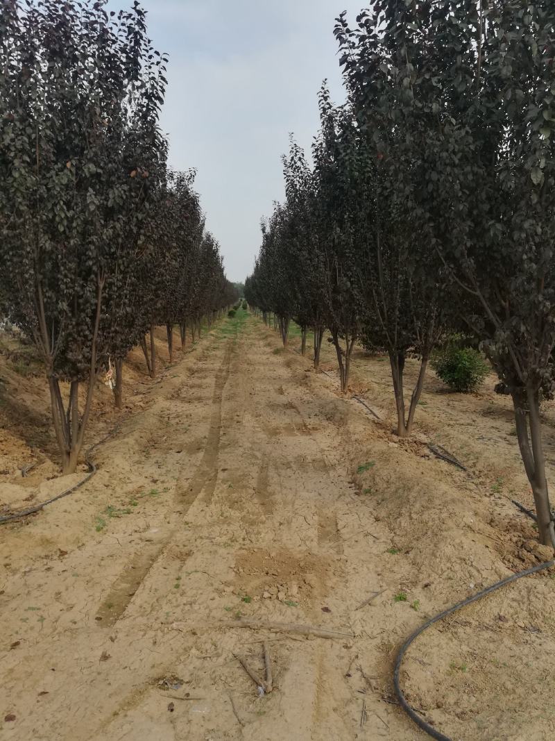 河南鄢陵红叶李生产基地